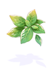 Basil.png